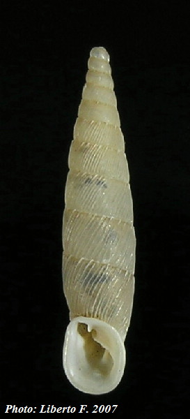 Siciliaria ferrox